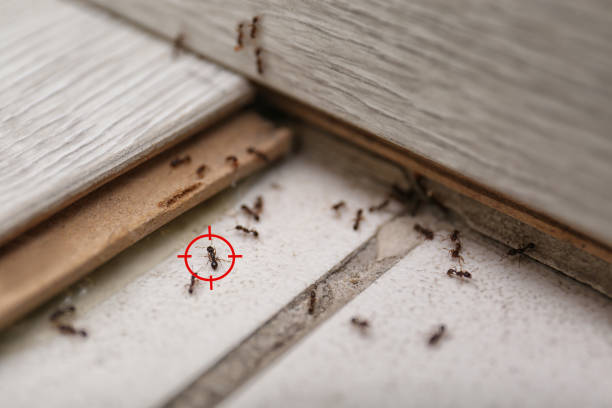 Best Affordable Pest Control Services  in National Harbor, MD
